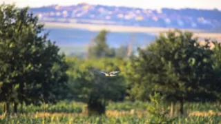 Zvernica Obelisk bez doby ochrany