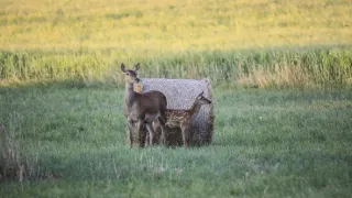 Zvernica Obelisk bez doby ochrany