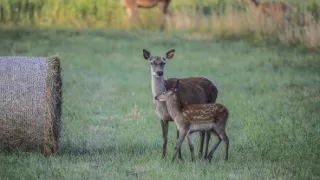 Zvernica Obelisk bez doby ochrany