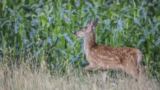 Zvernica Obelisk bez doby ochrany