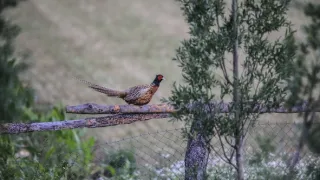 Zvernica Obelisk bez doby ochrany