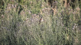 Zvernica Obelisk bez doby ochrany