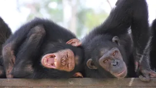 Útulok pre záchranu šimpanzov Jane Goodallovej (3/6)