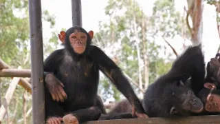 Útulok pre záchranu šimpanzov Jane Goodallovej (3/6)