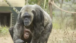 Útulok pre záchranu šimpanzov Jane Goodallovej (3/6)