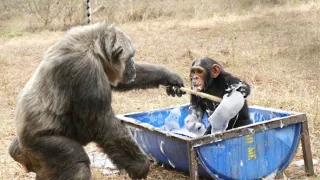 Útulok pre záchranu šimpanzov Jane Goodallovej (3/6)