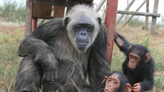 Útulok pre záchranu šimpanzov Jane Goodallovej (3/6)