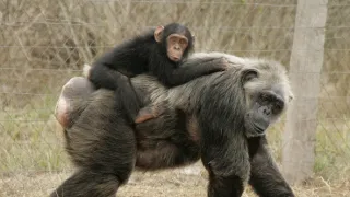 Útulok pre záchranu šimpanzov Jane Goodallovej (3/6)