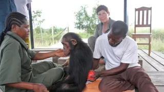 Útulok pre záchranu šimpanzov Jane Goodallovej (3/6)