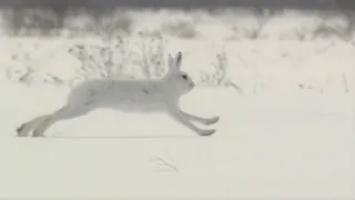 Darwinův úžasný svět zvířat II