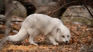 Veterinári z Arktídy (1)