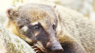 Zázračná planeta: Divoká Brazílie (3/3)