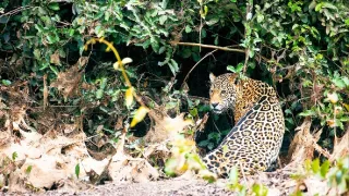 Zázračná planeta: Divoká Brazílie (3/3)