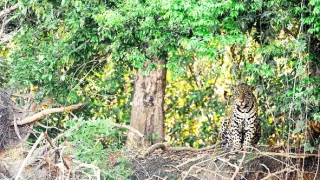 Zázračná planeta: Divoká Brazílie (3/3)