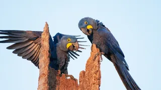 Zázračná planeta: Divoká Brazílie (3/3)