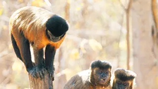 Zázračná planeta: Divoká Brazílie (3/3)