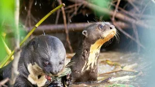 Zázračná planeta: Divoká Brazílie (3/3)