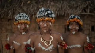 Těžký osud starých kmenů