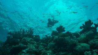 Těžký osud starých kmenů