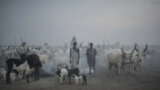 Těžký osud starých kmenů