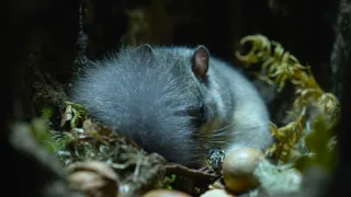 Príroda Kantaberských hôr (2/2)