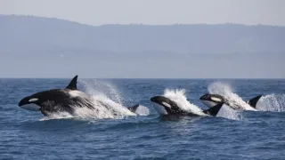 Úžasné zvieracie rodiny (1/10)