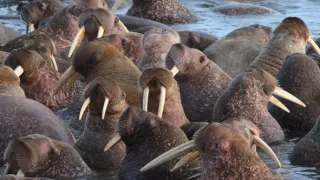 Úžasné zvieracie rodiny (1/10)