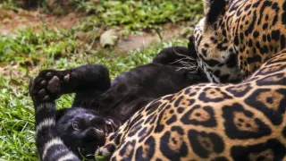 Úžasné zvieracie rodiny (1/10)