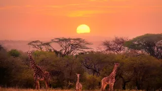 Úžasné zvieracie rodiny (1/10)