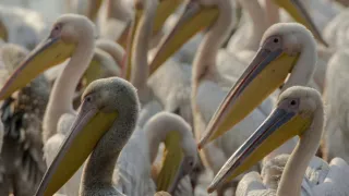 Okavango - řeka snů (3/4)