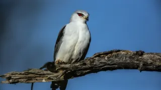 Okavango - řeka snů (3/4)