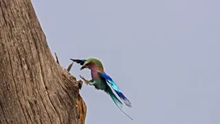 Okavango - řeka snů (3/4)