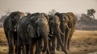 Okavango - řeka snů (3/4)