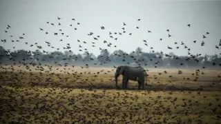 Okavango - řeka snů (3/4)