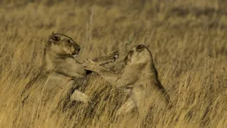 Okavango - řeka snů (3/4)