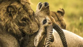 Okavango - řeka snů (3/4)