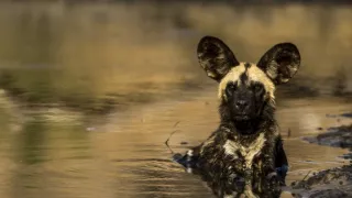 Okavango - řeka snů (3/4)