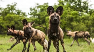 Okavango - řeka snů (3/4)