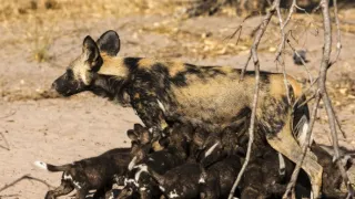 Okavango - řeka snů (3/4)