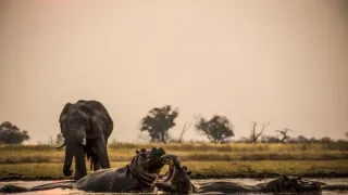 Okavango - řeka snů (3/4)