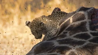 Okavango - řeka snů (3/4)