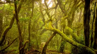 Bergský region: Tajuplné lesní království