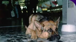 Komisár Rex VII (14)