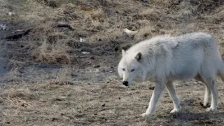 Vražedný národ II (6)