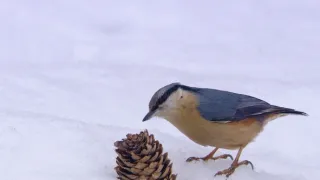 Vánoce v říši zvířat