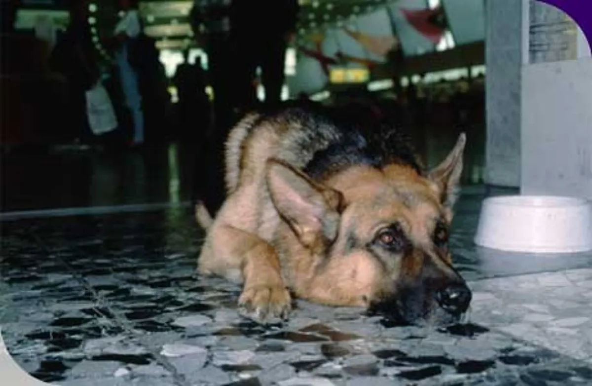 Komisár Rex, 2003 - fotogaléria