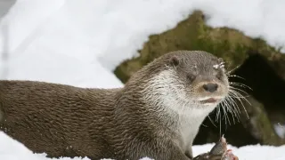 Divoká príroda Bavorska (1/2)