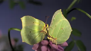 Divoká príroda Bavorska (1/2)