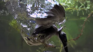 Divoká príroda Bavorska (1/2)