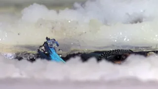 Divoká príroda Bavorska (1/2)